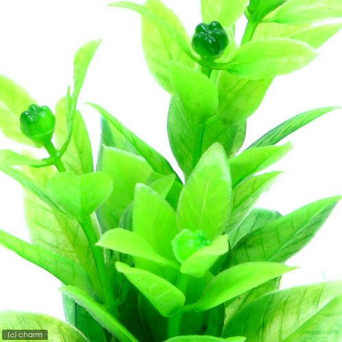 �˥å������������ƥ��å��ץ��ġ�S��6���͹����𡡴���������