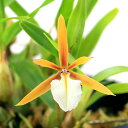(観葉植物)洋ラン ディネマ ポリブルボン 2.5〜3号(1鉢)