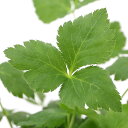 (山野草)山菜 ミツバ 3.5号(1ポット) 家庭菜園
