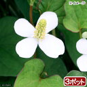 (山野草)ドクダミ 3号(3ポット)