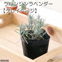 (観葉植物)ハーブ苗 ラベンダー ラバンジン グレイヘッジ 3号(1ポット) 家庭菜園