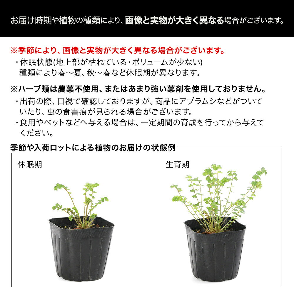 （観葉植物）ハーブ苗　サントリナ　グリーン　3号（1ポット）　家庭菜園