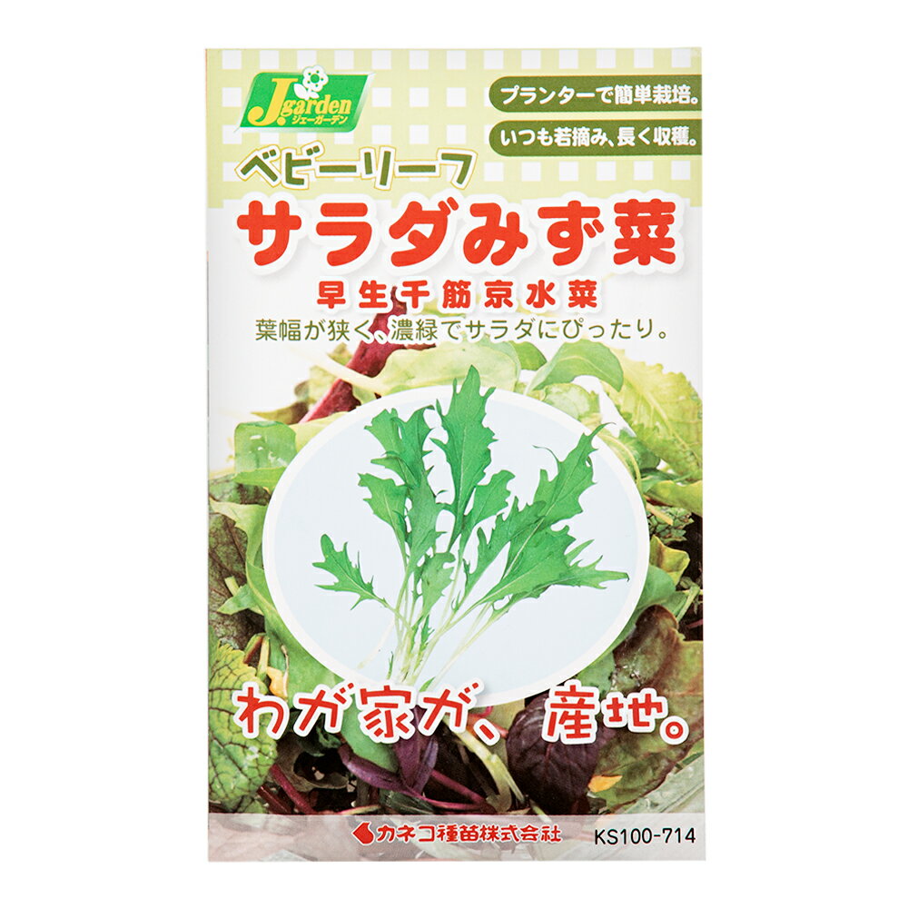 賞味期限：2024年5月31日　ベビーリーフタネ　サラダみず菜　早生千筋京水菜　家庭菜園　訳あり　関東当日便