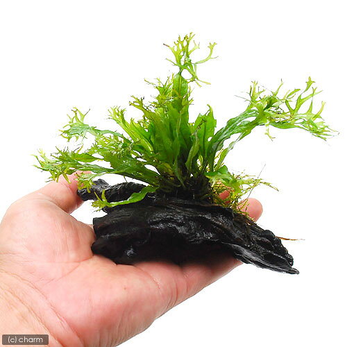 （水草）ミクロソリウム　ウェンディロフ　流木　SSサイズ（1本）（約10cm）