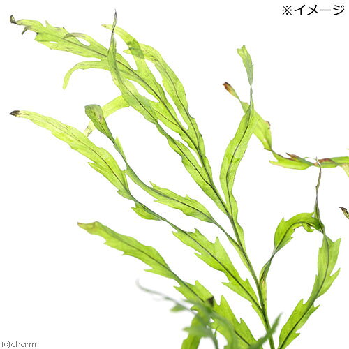 charm 3980 楽天市場店の（水草）ボルビティス　ヒュディロティ（トロピカポット）（水中葉）（無農薬）（1ポット分）｜アングル2