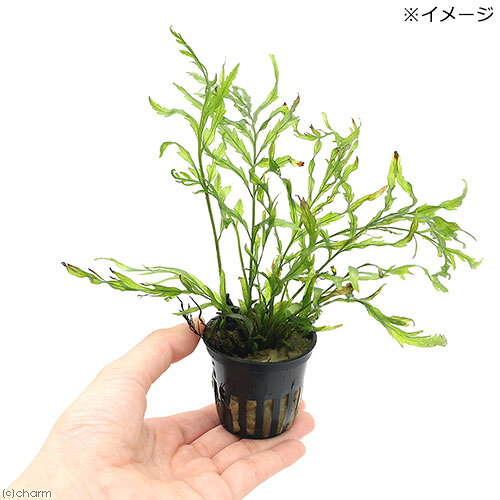 charm 3980 楽天市場店の（水草）ボルビティス　ヒュディロティ（トロピカポット）（水中葉）（無農薬）（1ポット分）｜アングル3