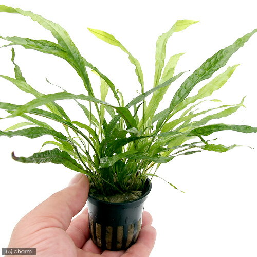 �ʿ���˥ߥ������ꥦ�ࡡ�ʥ����ʥȥ��ԥ��ݥåȡˡ�̵�����ˡ�1�ݥå�ʬ��