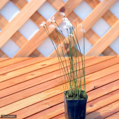 （ビオトープ）水生植物　ヒメワタスゲ（1ポット）　湿生植物（休眠状態）