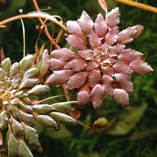 温度、光量を必要とするため、夏場のビオトープに最適です。ルドウィジア　セドイデス別名ウキバルドウィジアルドウィジア　セディオイデスウォーターダイヤコビトヒメビシミニハナビシ学名Ludwigia　sedoidessedoides［Sedum（べんけいそう科の植物に似た）］という意味。（※）…改良品種や学名が不明の種は流通名での記載の場合があります。分類アカバナ科（Onagraceae）チョウジタデ属（Ludwigia）育成要件光量（LED）　→　60cm20W3灯以上（2400〜3000lm）CO2　　　　 →　1滴／1秒（60cm標準水槽相当）pH　　　　　　→　5〜7GH　　　　 　 →　0〜6kH　　　　　　→　0〜6温度　　　　　→　20〜28度底砂　　　　　→　ソイル、砂、大磯推奨水槽　　→　30cm以上植栽位置　　→　前■■□□□後草姿　　　　　→　コケ・モス類、浮草最大草姿　　→　−生長速度　　→　速め増殖方法　　→　枝わかれ※…育成環境は一例です。必ずしもこの環境下であれば育つことを確約するものではございません。注意-PSBQ10　ピーエスビーキュート　淡水用　30mL5個セット　光合成細菌　バクテリア　熱帯魚（生餌）淡水用　微生物で水質向上セット　エサ用ゾウリムシミックス＋PSBQ10　本州四国限定お一人様3点限り　魚が簡単に飼える　リーフプロソイル　pHダウン　8L　pH4．5〜5．5　吸着ソイル　国産　熱帯魚　用品日本動物薬品　ニチドウ　水草が育つCO2リキッド　2本入　（緑）水草＆サンゴの成長を促進！　Q10サポートエレメンツ　淡水・海水用　30mL3袋セット水草＆サンゴの成長を促進！　Q10サポートエレメンツ　淡水・海水用　500mL　微量元素添加剤　ミネラルアクロ　化学反応式CO2ジェネレーターセット　クエン酸重曹付属　水草育成 … 熱帯魚　_wp　金魚藻　水草　赤い　all_plants　水草赤い　ビオトープ　浮き草　ビオ浮き草　wp_kywrd　_aqua　kingyomo_osusume　wptop8_180704　ウキバルドウィジア　ルドウィジア　セディオイデス　ウォーターダイヤ　コビトヒメビシミニハナビシ　アカバナ科　Onagraceae　チョウジタデ属　Ludwigia　47house　ivent999seitai　y22m01（水草）ルドウィジア　セドイデス（無農薬）（1株）構成する商品内容は在庫状況により予告無く変更になる場合がございます。予めご了承下さい。■この商品をお買い上げのお客様は、下記商品もお買い上げです。※この商品には付属しません。■PSBQ10　ピーエスビーキュート　淡水用　30mL5個セット　光合成細菌　バクテリア　熱帯魚（生餌）淡水用　微生物で水質向上セット　エサ用ゾウリムシミックス＋PSBQ10　本州四国限定お一人様3点限り　魚が簡単に飼える　リーフプロソイル　pHダウン　8L　pH4．5〜5．5　吸着ソイル　国産　熱帯魚　用品日本動物薬品　ニチドウ　水草が育つCO2リキッド　2本入　（緑）水草＆サンゴの成長を促進！　Q10サポートエレメンツ　淡水・海水用　30mL3袋セット水草＆サンゴの成長を促進！　Q10サポートエレメンツ　淡水・海水用　500mL　微量元素添加剤　ミネラルアクロ　化学反応式CO2ジェネレーターセット　クエン酸重曹付属　水草育成