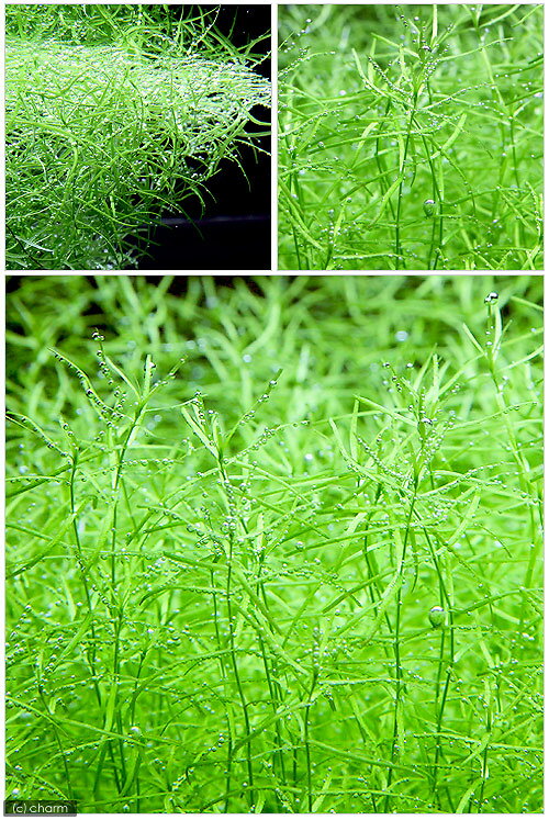 （水草）ミズハコベ（水中葉）（無農薬）（5本）