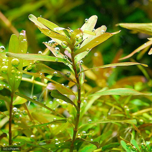 �ʿ���˥�����sp����������ʿ����աˡ�̵�����ˡ�5�ܡ�