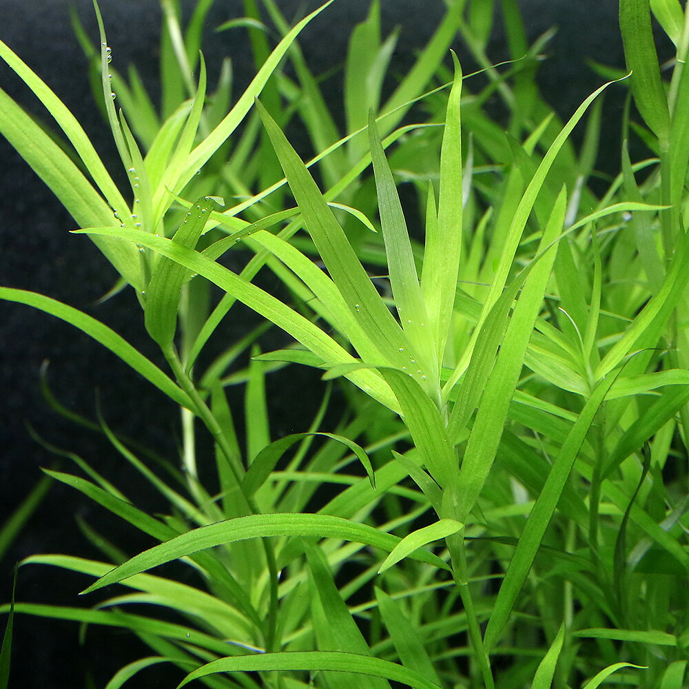 （水草）ヘテランテラ（水中葉）（無農薬）（10本）