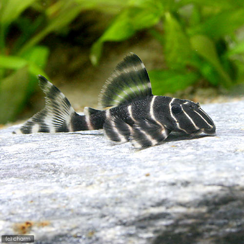 （熱帯魚）エンペラー・ペコルティア　Lサイズ（ワイルド）（1匹）　北海道・九州航空便要保温