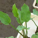 (ビオトープ)水生植物 サジオモダカ(1ポット) 抽水植物
