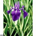 (ビオトープ)水生植物 斑入カキツバタ(1ポット) 湿性植物