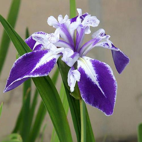 （ビオトープ）水生植物 カキツバタ 舞孔雀（マイクジャク）紫地白覆輪弁元白（1ポット）（休眠状態）