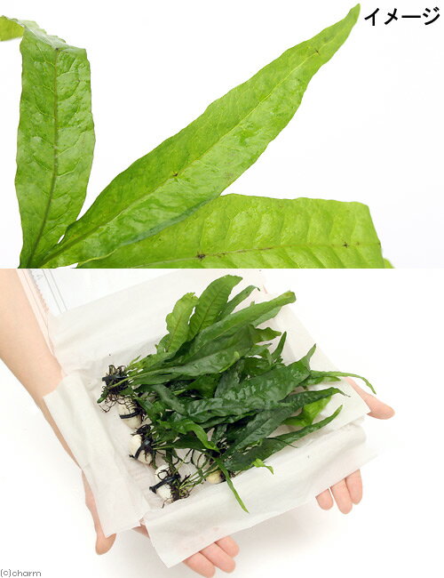 �ʿ�������ա��ߥ������ꥦ�ࡡ�ץƥ��ץ���10�ġ�