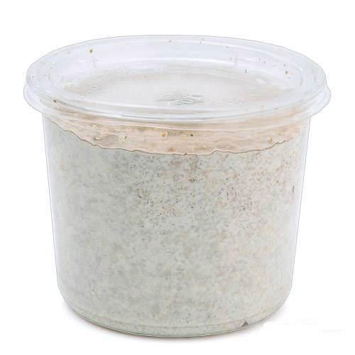 菌糸カップ　XL−CUP　カワラタケ　430cc　10個