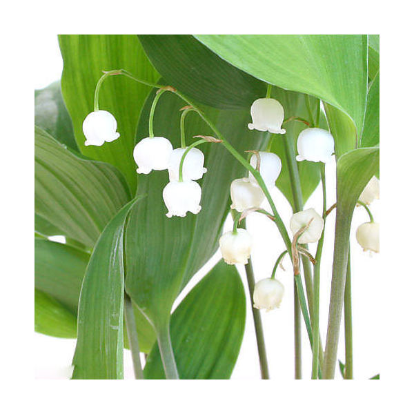 ニホンスズラン3号