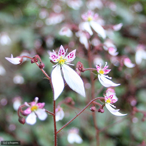 �ʻ�����˥業�Υ�������β��ˡ�2��5��3���1�ݥåȡ�