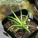 (山野草)ヒロハイヌノヒゲ(広葉犬の髭)(1株)