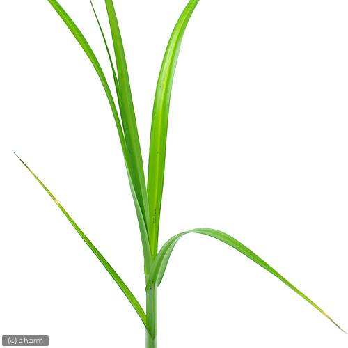 �ʻ�����˥����䥬������𴴡ˡ�1�ݥåȡˡʵ�̲���֡�