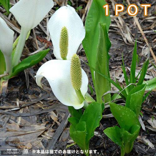 （山野草）ミズバショウ（水芭蕉）3～4．5号（1ポット）（休眠状態）