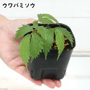 (山野草)山菜 ウワバミソウ(赤ミズ) 3号(1ポット) 山菜 家庭菜園