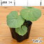(山野草)山菜 フキ(蕗) 3〜4号 (1ポット) 家庭菜園 704円