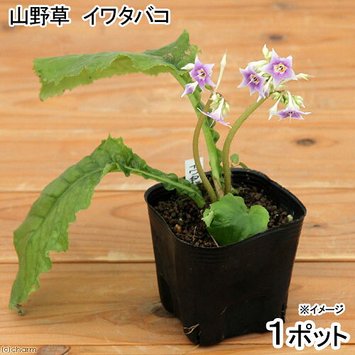 （山野草）イワタバコ（岩煙草）　3号（1ポット）（休眠状態）