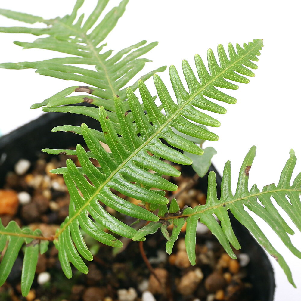 ウラジロシダ　250枚　裏白　門松 重井薬用植物園 | おかやまの植物事典