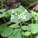 (ビオトープ)水生植物 ワサビ 3号(休眠株)(1ポット)家庭菜園 湿生植物