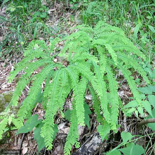 （山野草）シダ（羊歯）クジャクシダ（孔雀羊歯）3号（1ポット）（Adiantum　pedatum）宿根草（休眠状態）