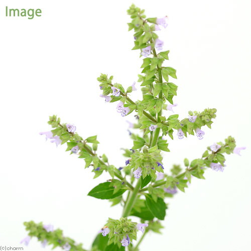 （ビオトープ）水生植物　ミゾコウジュ（1ポット）　湿生植物　越年草