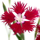 (山野草)ナデシコ(撫子)赤花カワラナデシコ(赤花河原撫子) 3号(1ポット)