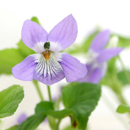 (山野草)スミレ(菫)オオタチツボスミレ(大立坪菫)2.5〜3号(1ポット)(休眠状態)