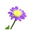 (山野草)キク(菊)ミヤコワスレ(都忘れ) 花色おまかせ 3号(1ポット)