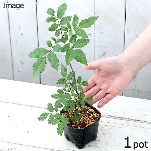 （山野草）盆栽 ナナカマドの苗（七竈）3号（1ポット）（休眠状態）