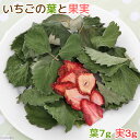 国産 いちごの葉と果実 10g 小動物のおやつ うさぎ ハムスター 無添加 無着色 関東当日便