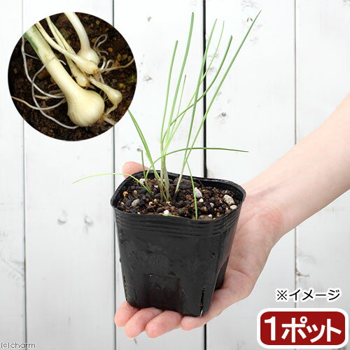 （山野草）ノビル（野蒜） 球根入り 3号（1ポット） 家庭菜園（休眠状態）