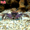 (エビ・カニ)(B品)バンパイア・クラブ(1匹)