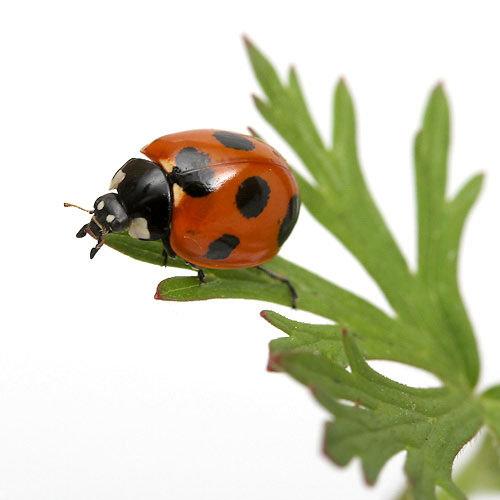 （昆虫）ナナホシテントウムシ（ななほしてんとうむし）成虫　WC（5匹）　北海道航空便要保温