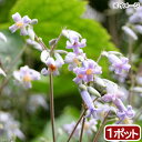 (山野草)クサボタン(草牡丹)3号(1ポット)