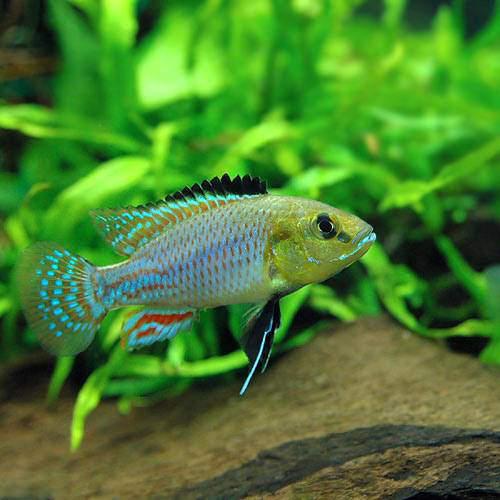 （熱帯魚）ニコルシー・エジプシャンマウスブリーダー（1ペア）　北海道・九州航空便要保温