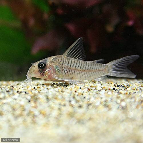 （熱帯魚）コリドラス・グリセウス（ワイルド）（1匹）　北海道・九州航空便要保温