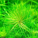 (水草)鉢植え ポゴステモン デカネンシス(水上葉)(無農薬)(1鉢)