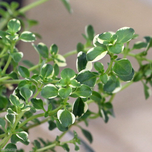 （観葉植物）ハーブ苗　タイム　フォックスリー　3号（1ポット）　家庭菜園