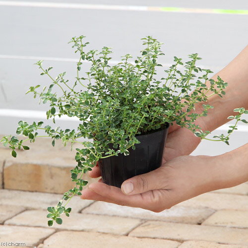 （観葉植物）ハーブ苗　タイム　フォックスリー　3号（1ポット）　家庭菜園