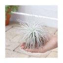 (観葉植物)エアープランツ チランジア テクトラム XLサイズ(1株)