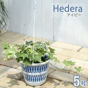 アイビー （観葉植物）ヘデラ（アイビー）　品種おまかせ　吊り鉢タイプ　5～6号（1鉢）